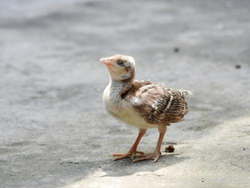 娱乐吃瓜小八哥是谁,网络红人的崛起之路